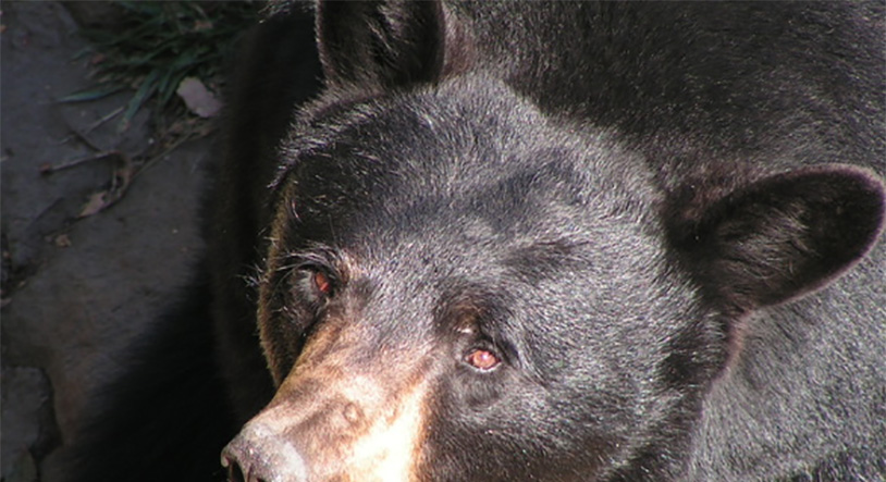 Black Bear