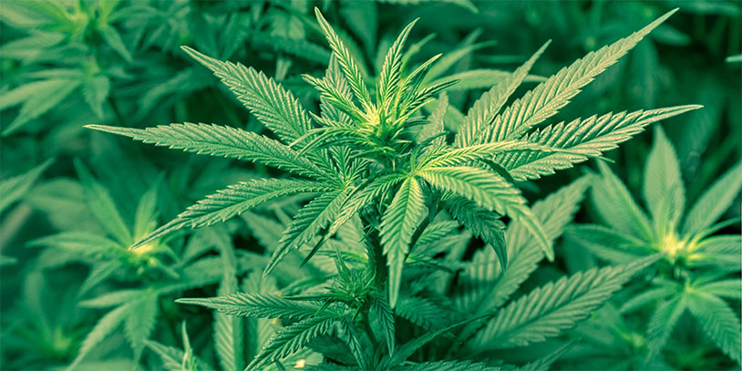 Marijuana