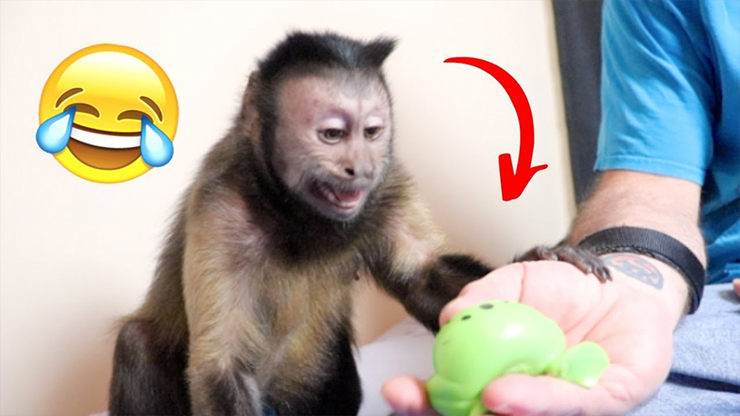 Watching This Monkey React To Squishy Balls Is The Best Thing You'll Do All Day