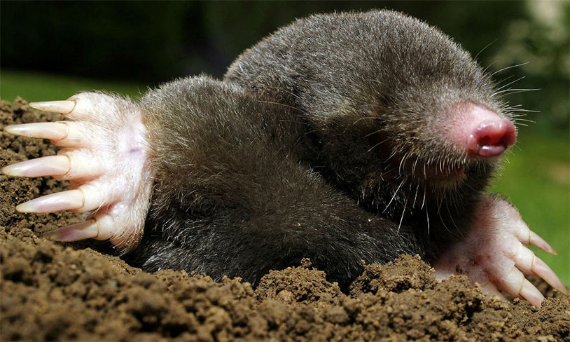 Female Moles Grow Balls To Survive, Sort Of