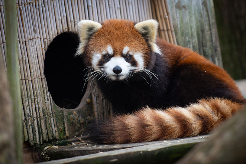 Watch This Red Panda Discover A Ball Pit