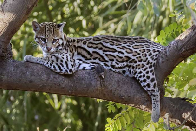 To Save Ocelots, Texas Mails Testicles To Ohio